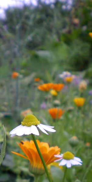 Bitte auf das Bild klicken, um weiter zu kommen.